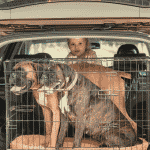 Comment garantir la sécurité de son chien en voiture.