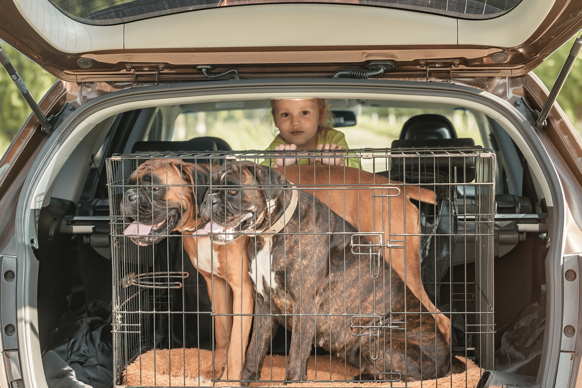 Comment garantir la sécurité de son chien en voiture.